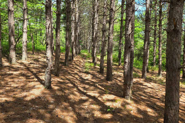 Single Track DD