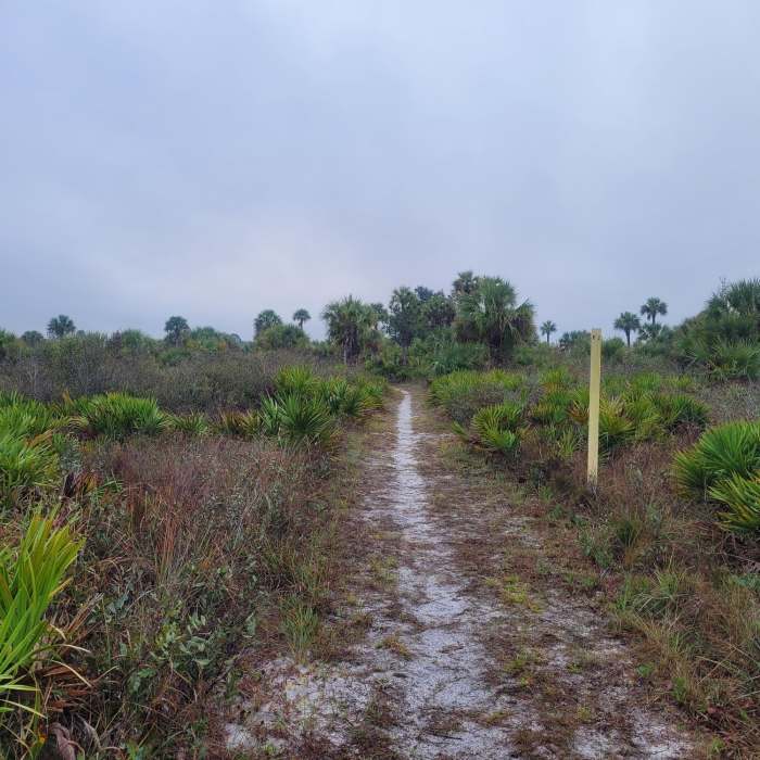 Near Palmetto Pines Trail