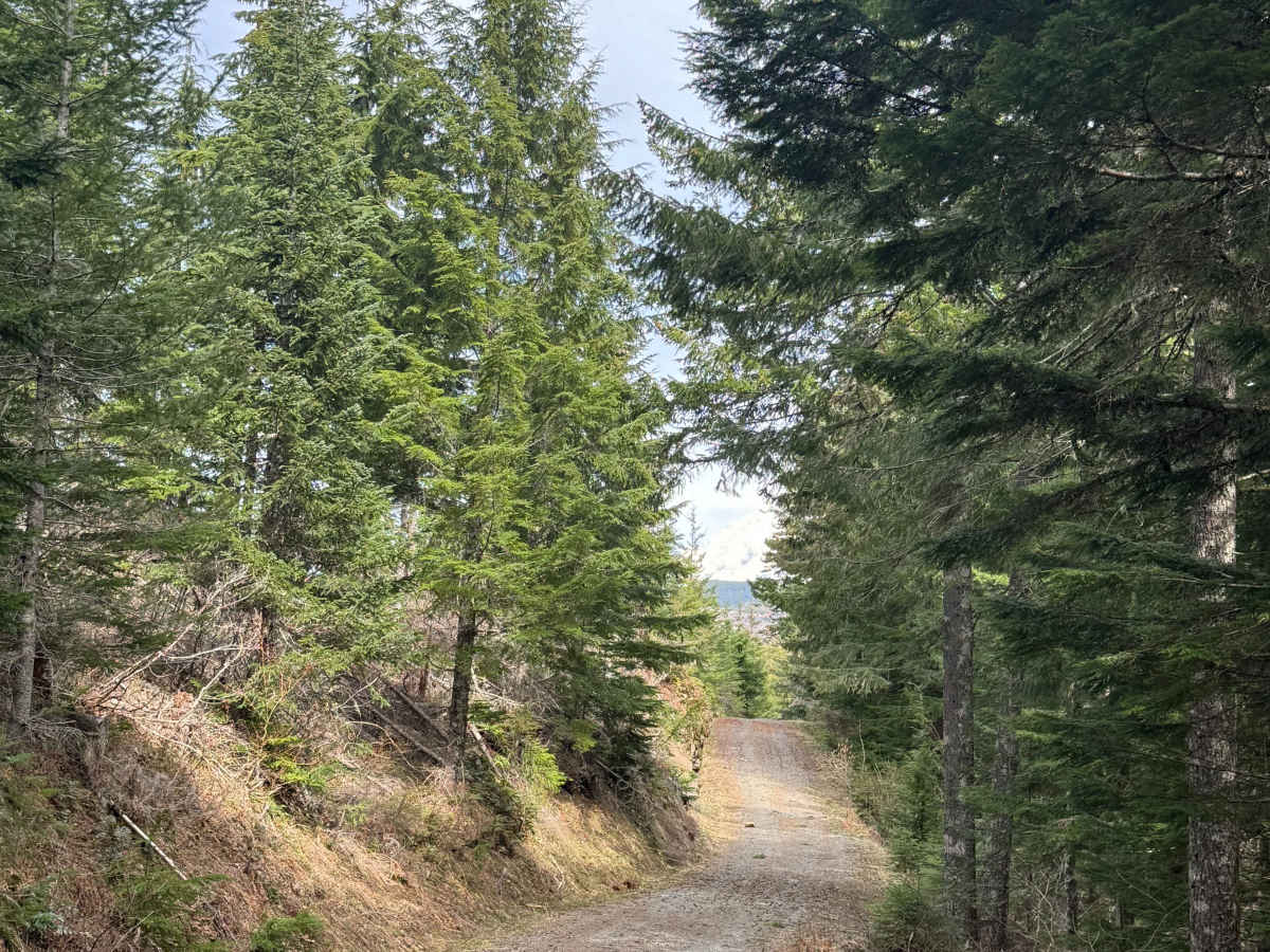 Newaukum Road - FS 7100 trail photo