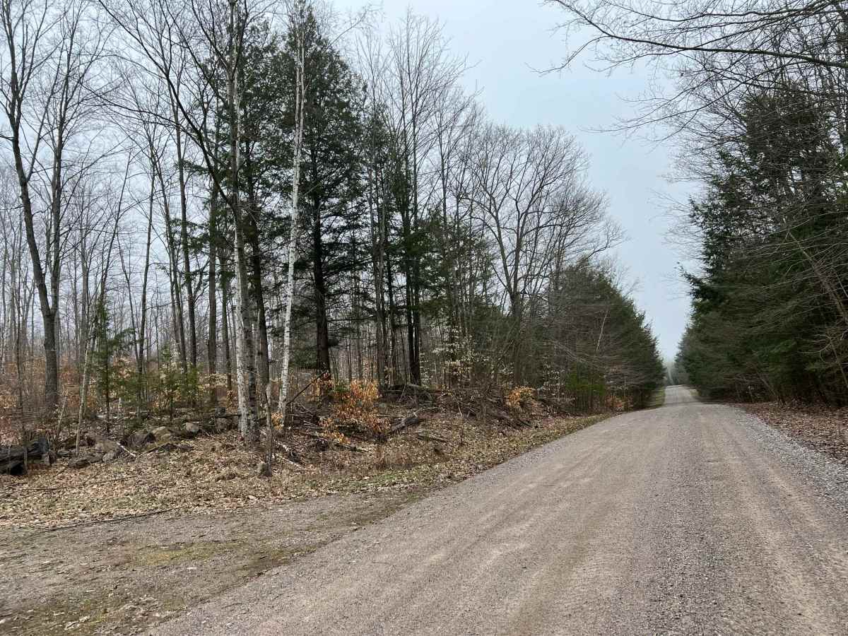 Sunrise Lake Road - FS 2319 photo 5
