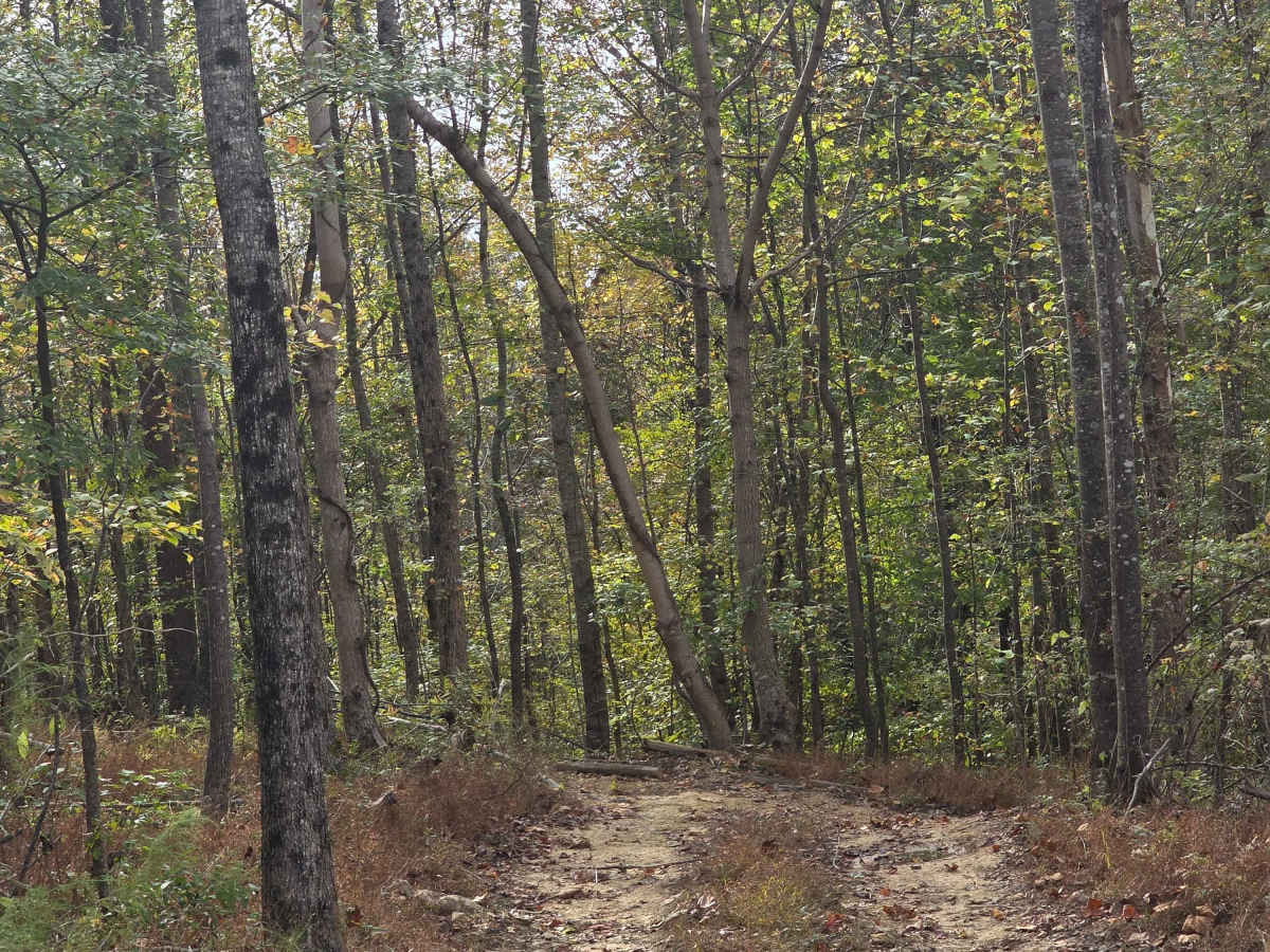 Tin Top Ridge photo 4