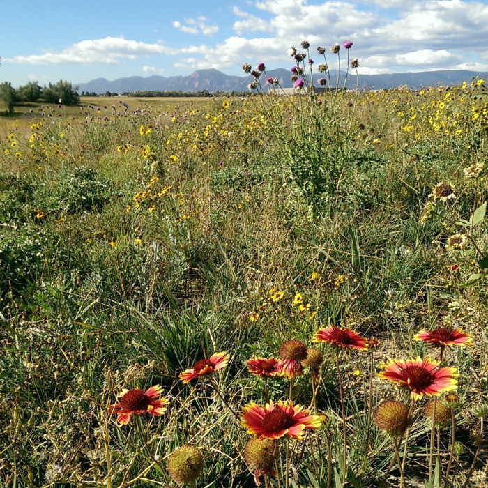 Near Dodd Reservoir Trail
