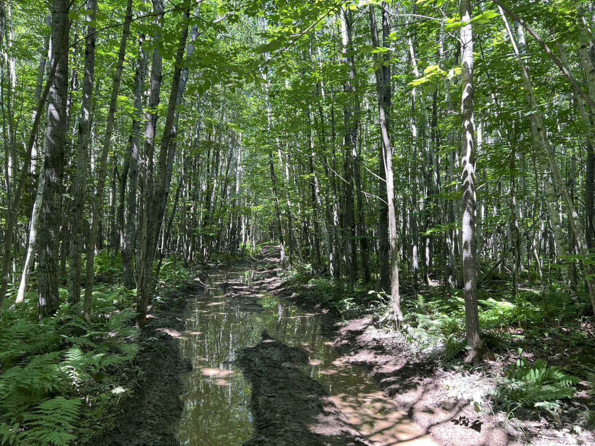 Forest County ATV/ SXS 8 Mile Loop Trail 4 photo 6