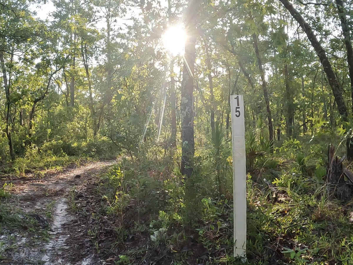East - FS 15 trail photo