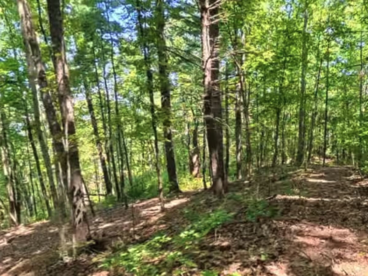 Chester Knob Lower Trail photo 3