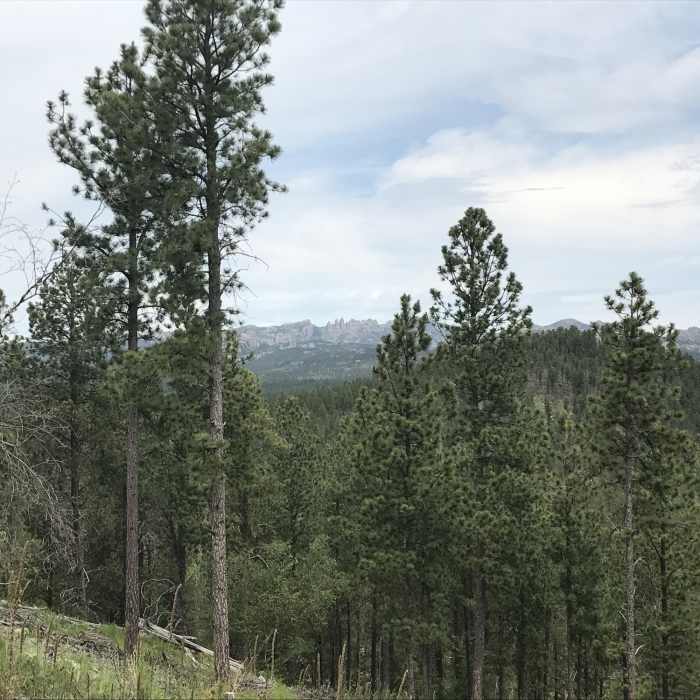 Near Stockade Lake Trail