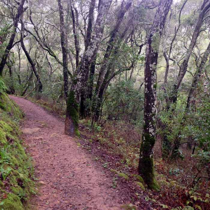 Near Dusky-footed Woodrat Trail