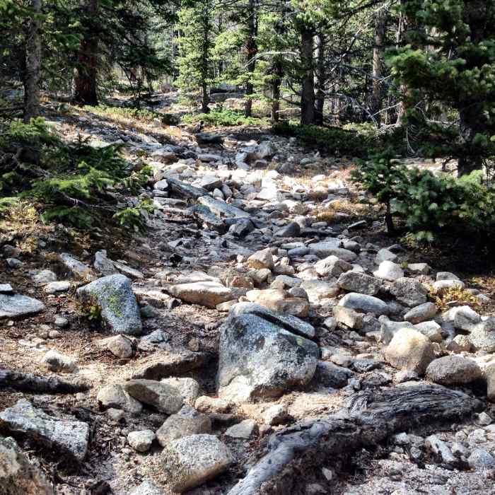 Near Little Browns Creek Trail #1430