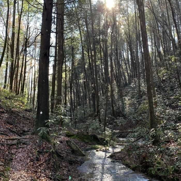 Near BMT: Segment 7a-7d (Weaver Creek Road to Bushy Head Gap)