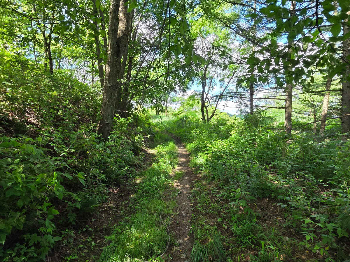 Single Track G trail photo