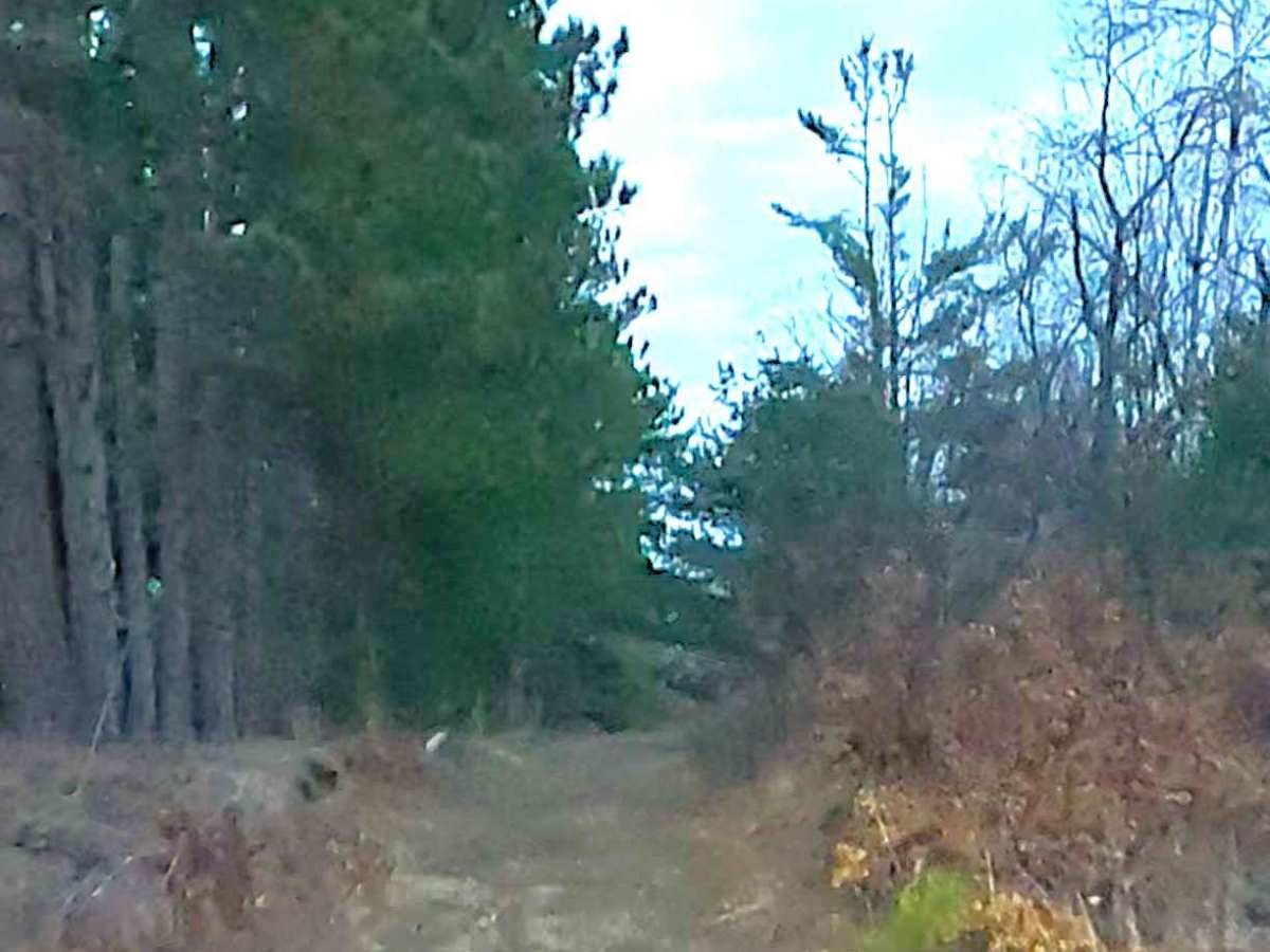 FS 4874 trail photo
