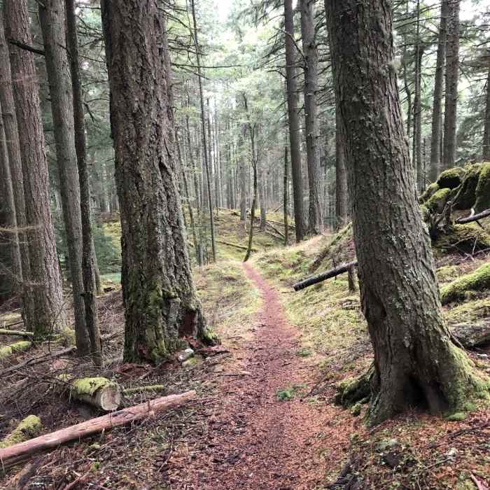 Start of the singletrack on the Mt. Pickett Summit Trail. Near Mt. Pickett Summit Trail