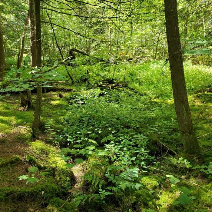 Near Little Cataraqui Creek Loop