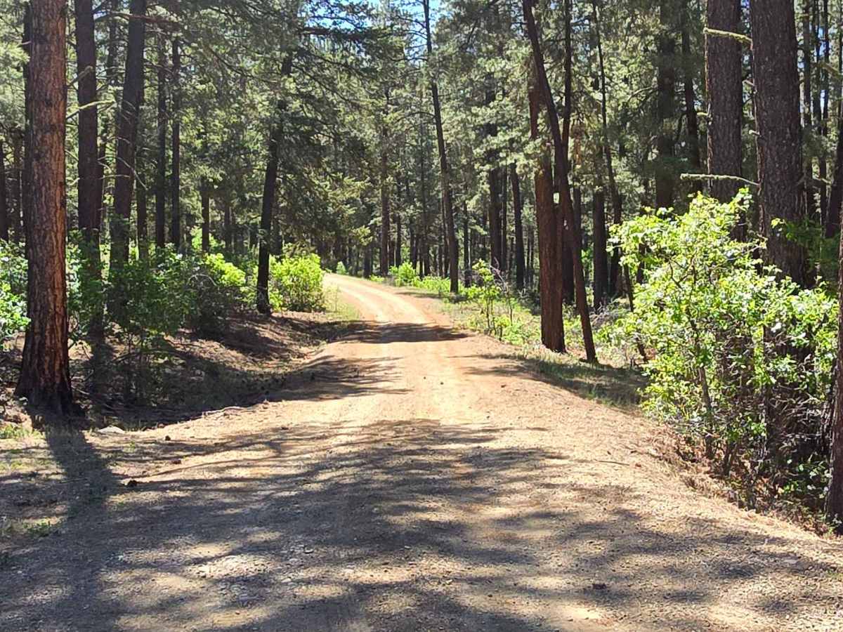 Bull Creek Trail - FS 682 photo 2