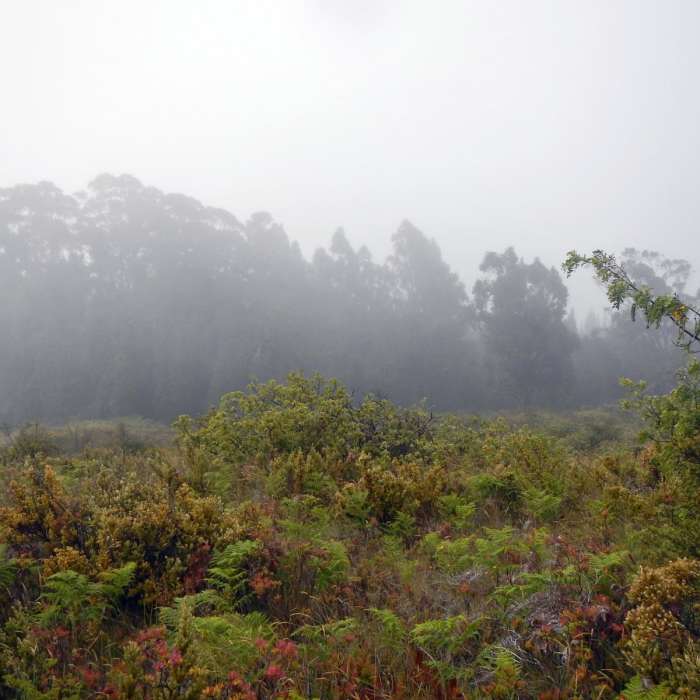 Near Hosmer Grove Near Hosmer Grove