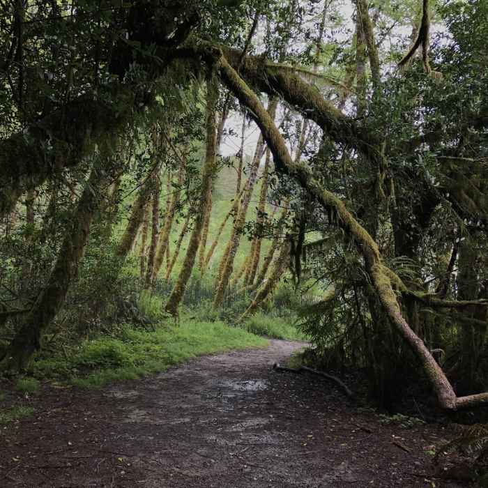 Near Mill Creek Trail