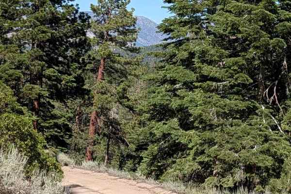 Sawmill Gap Cutoff - FS 3S33
