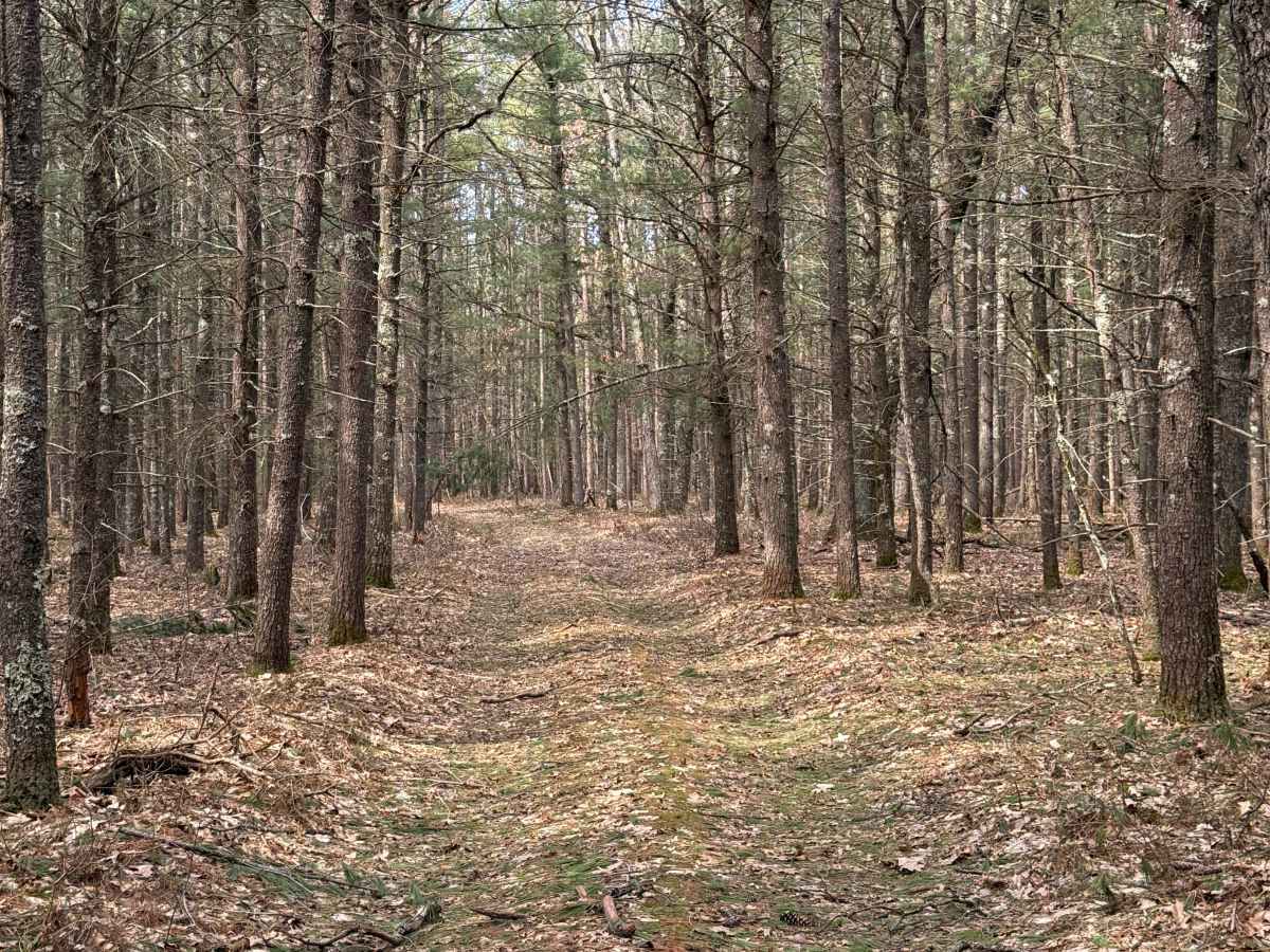 FS 8312 trail photo
