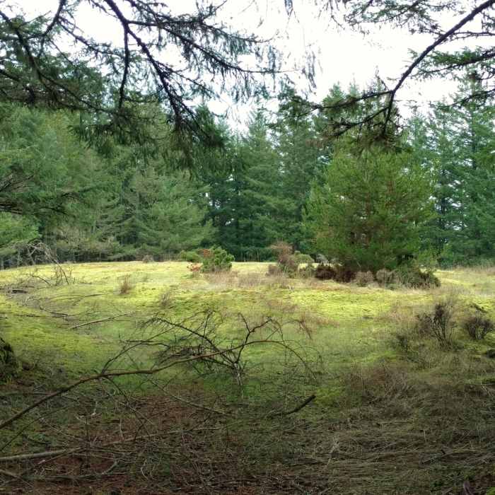 The top of Turtleback Mountain is flat and surrounded by trees, thus hiding magnificent views of the San Juan Islands. Near Raven Ridge Trail