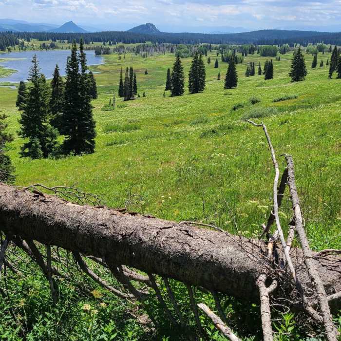Near CDT: Rabbit Ears Pass to Buffalo Pass (CO Sec. 41)