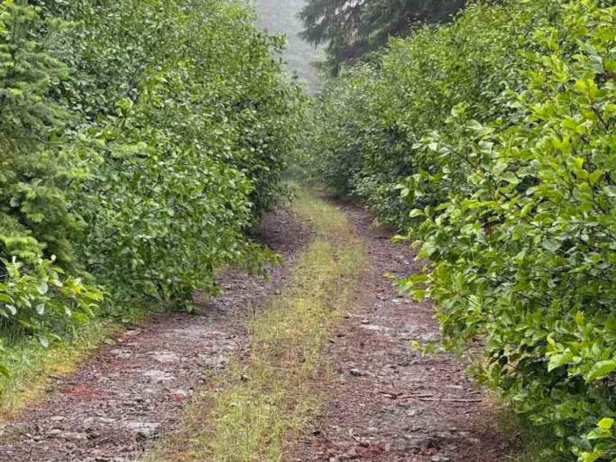 Line Road - FS 5403210 photo 4