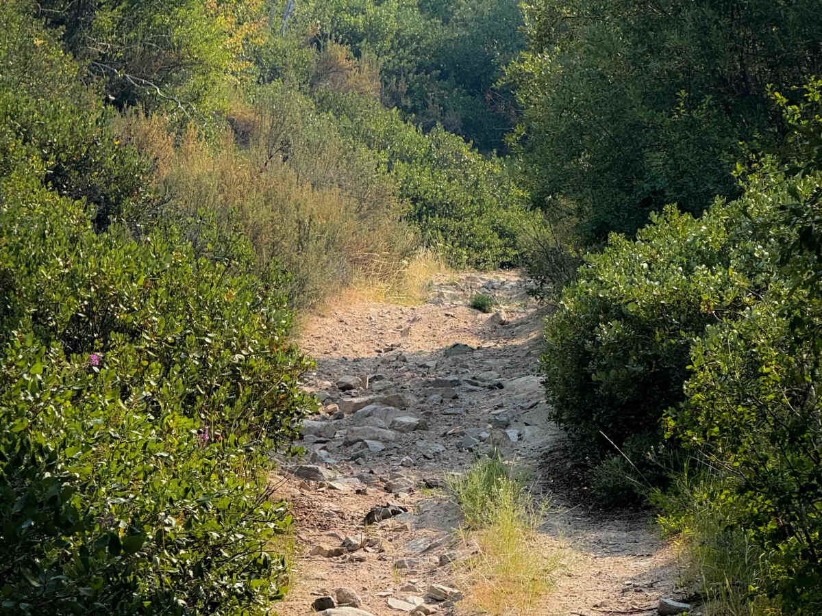 East Fork Mitchell FS 8215-112 photo 4