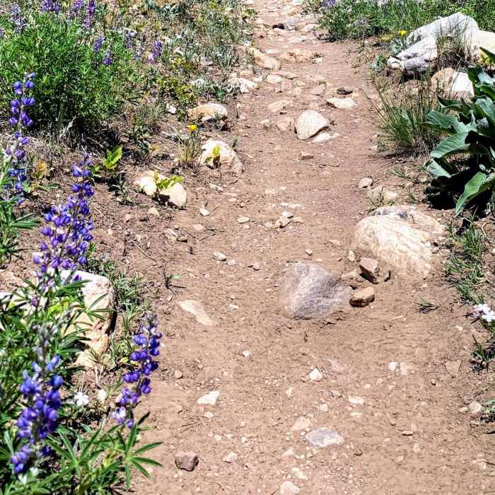 Near Timber Creek Trail Loop