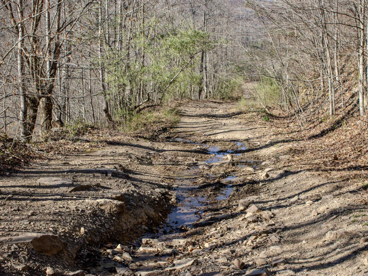 Log Road 1  photo 3