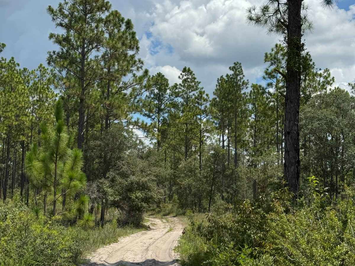Trail 12 - Citrus WMA photo 6