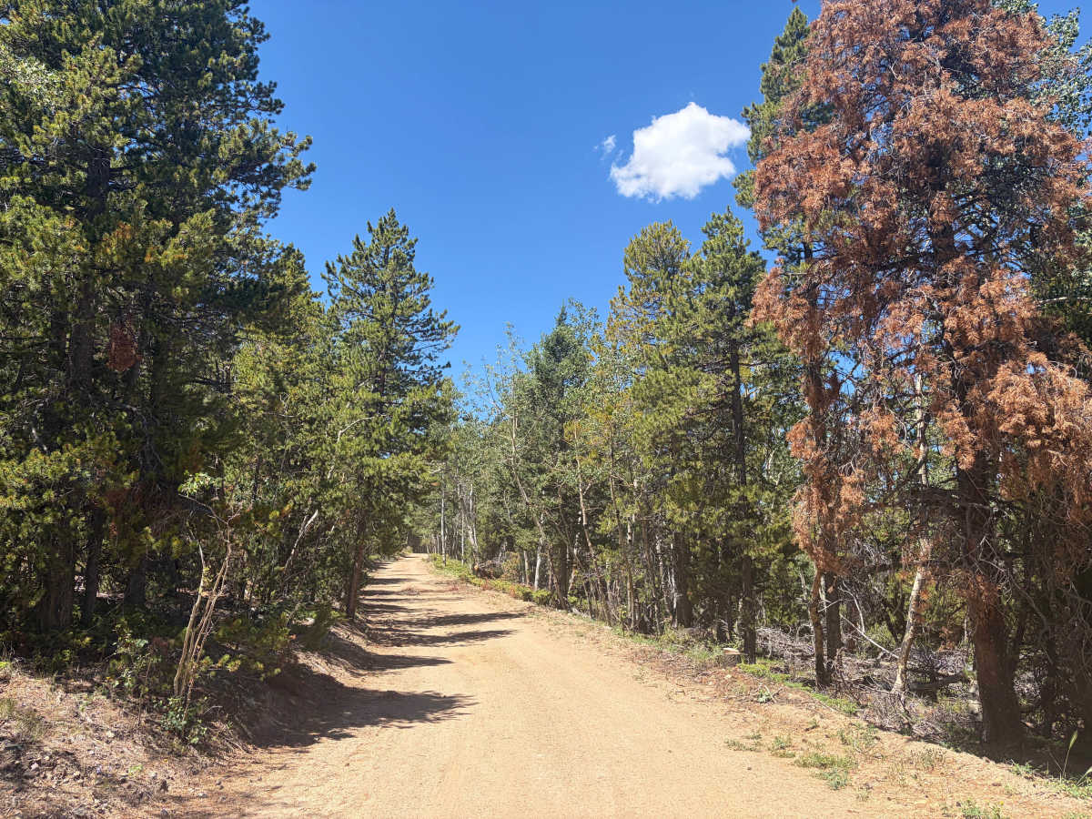 Church Placer Road trail photo