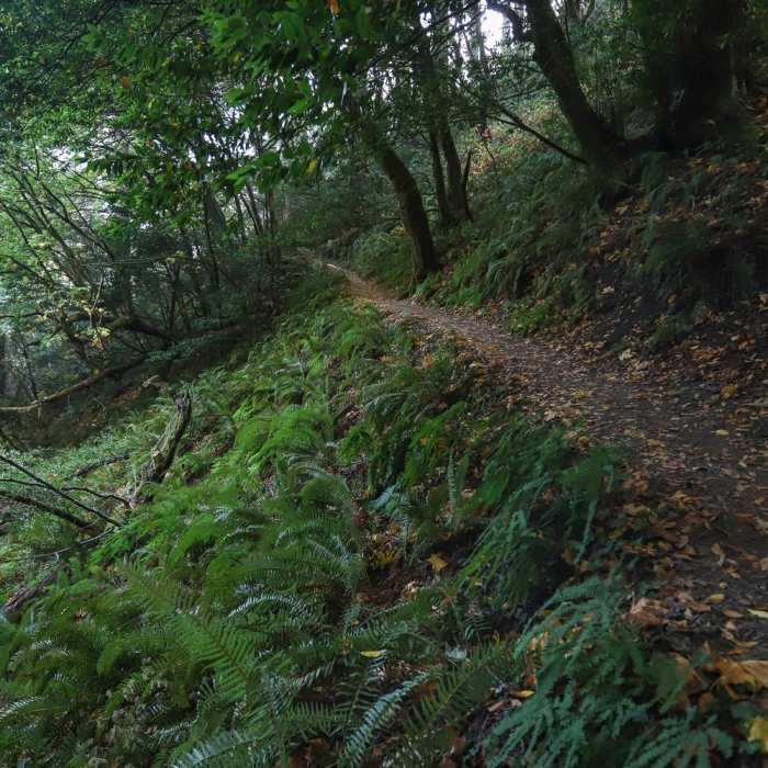 Near Humbug Mountain Trail