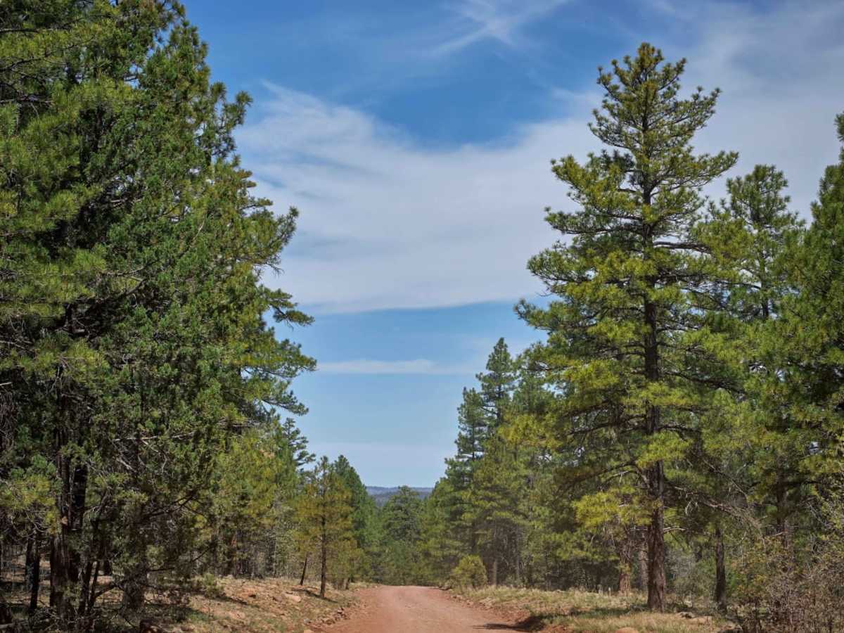 FR 226 trail photo