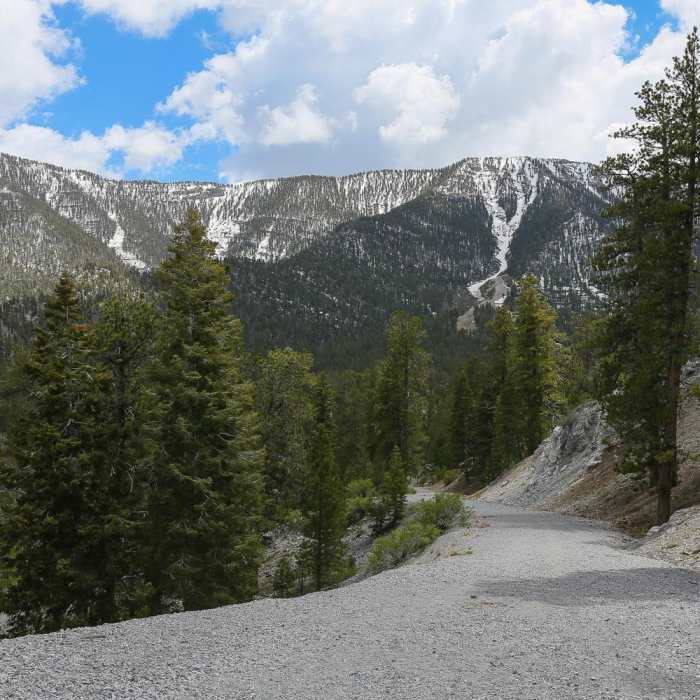 Near Bristlecone Trail