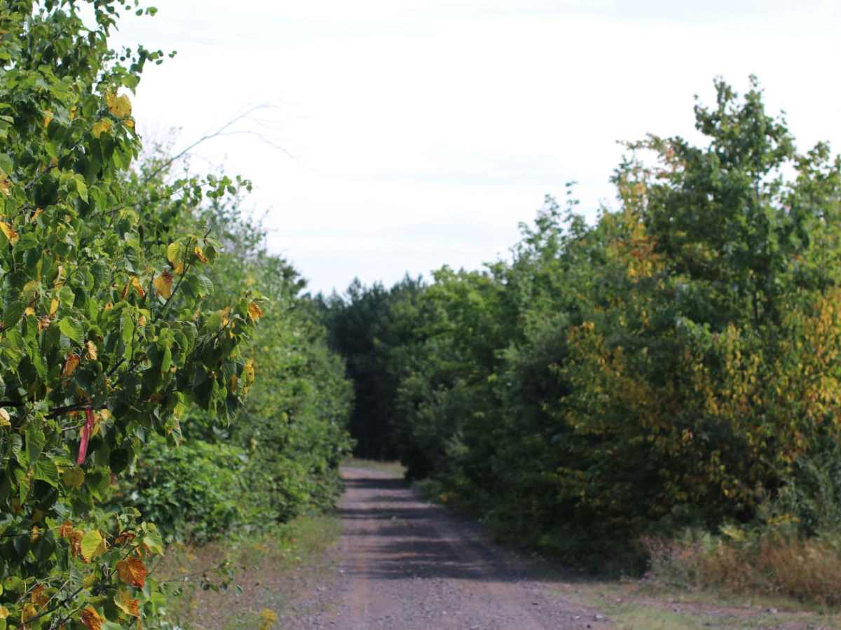 Mill Mine Trail trail photo