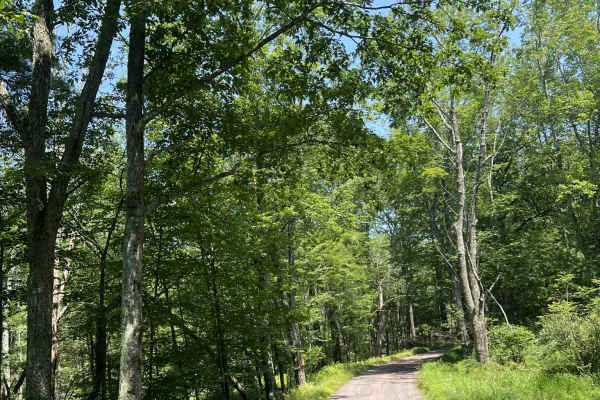 Mush Paw Road