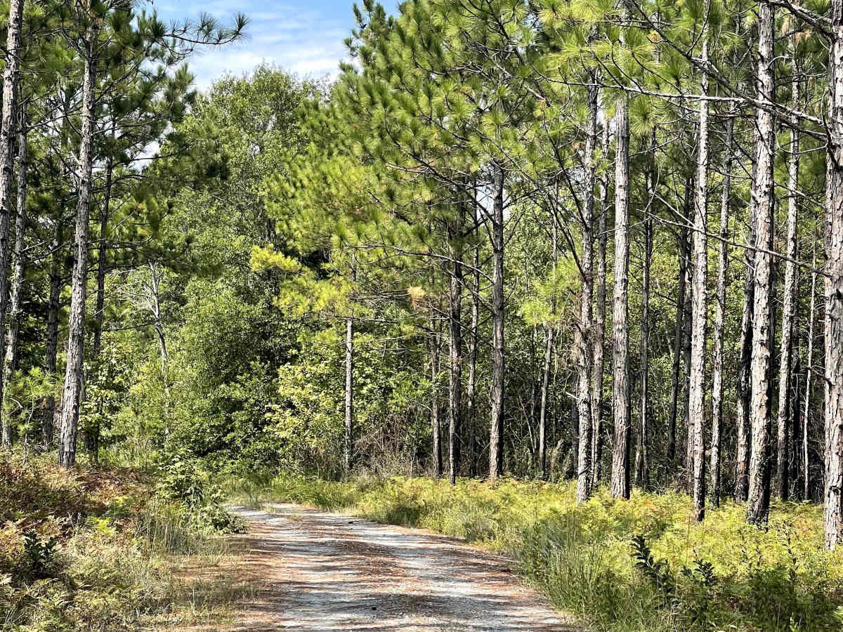 Ella Mae Road photo 5