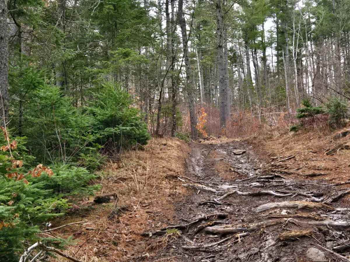 Tree Root Trail photo 3