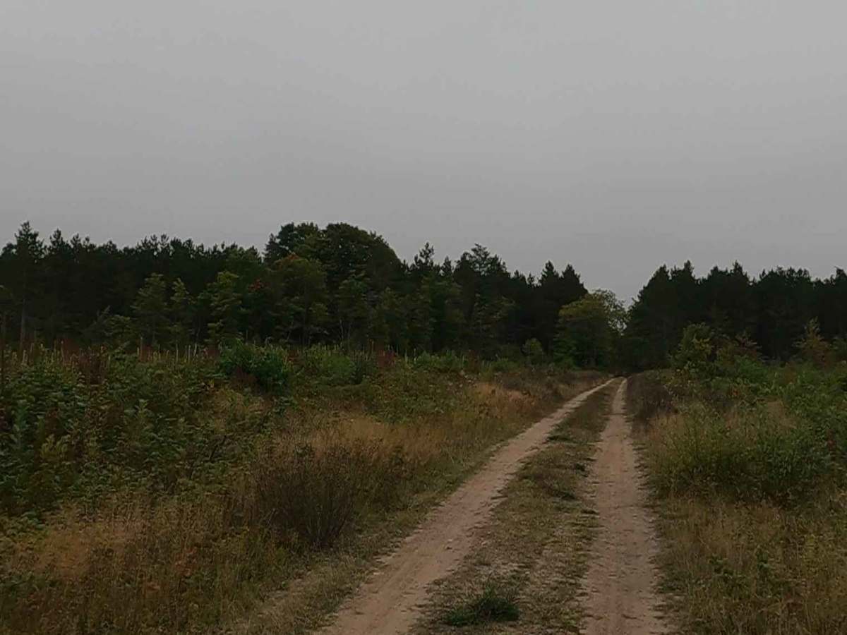 Little Dollar - Timber Trail photo 2