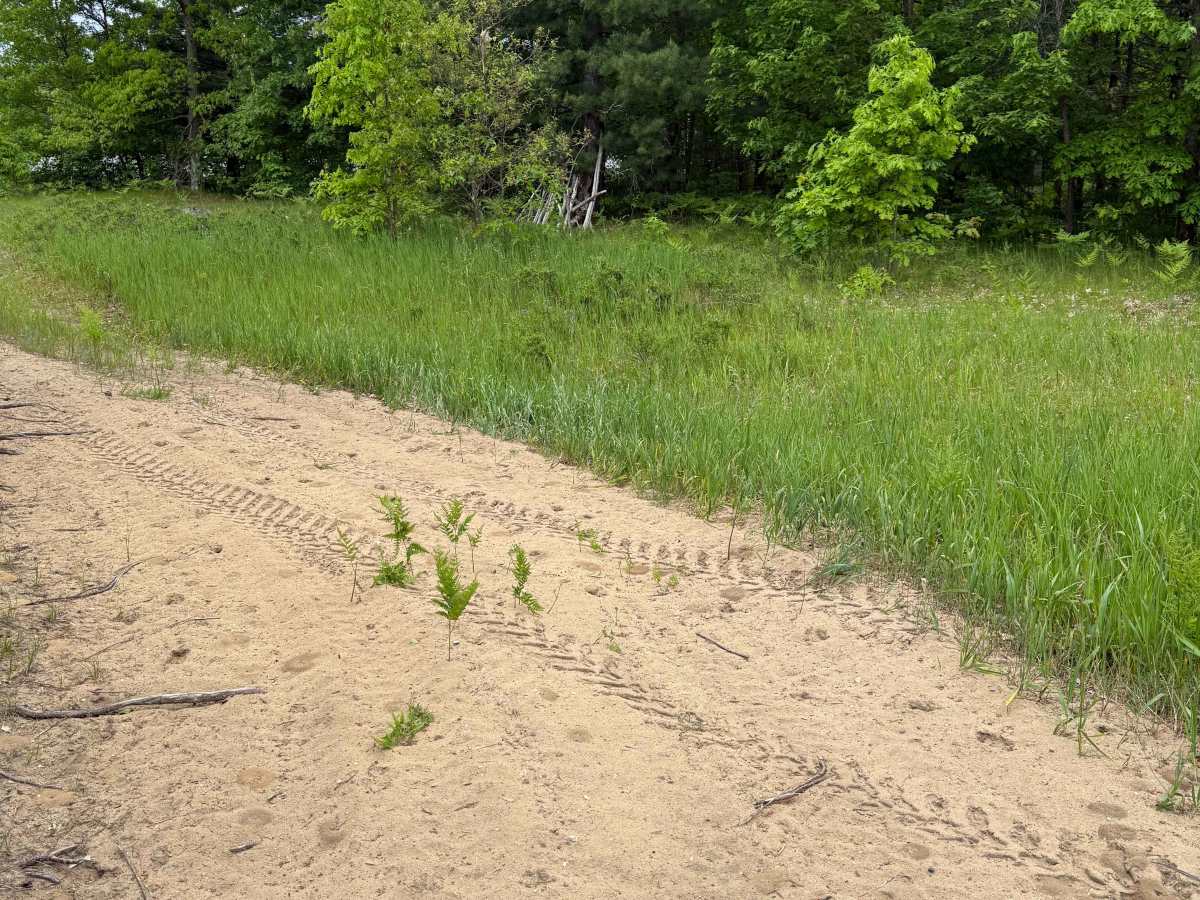 Kalkaska South Mountain Bike Trail photo 3