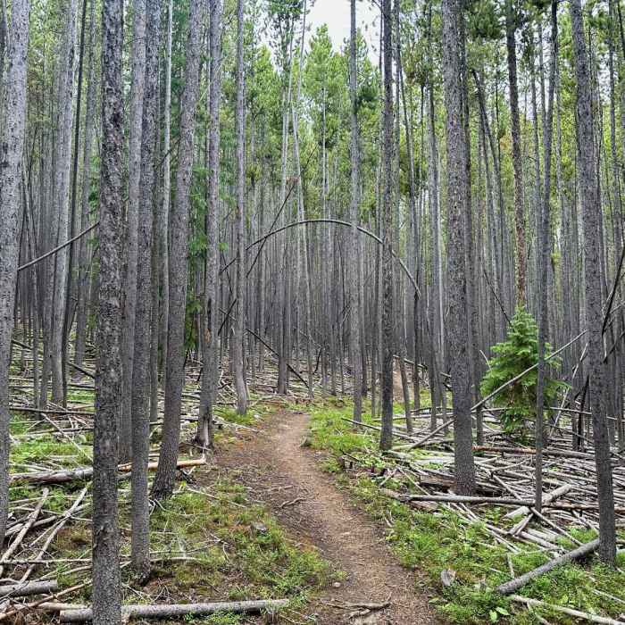 Near Continental Divide Trail: Montana-Idaho Section 19