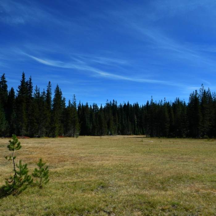 Near Shortcut Trail #171A