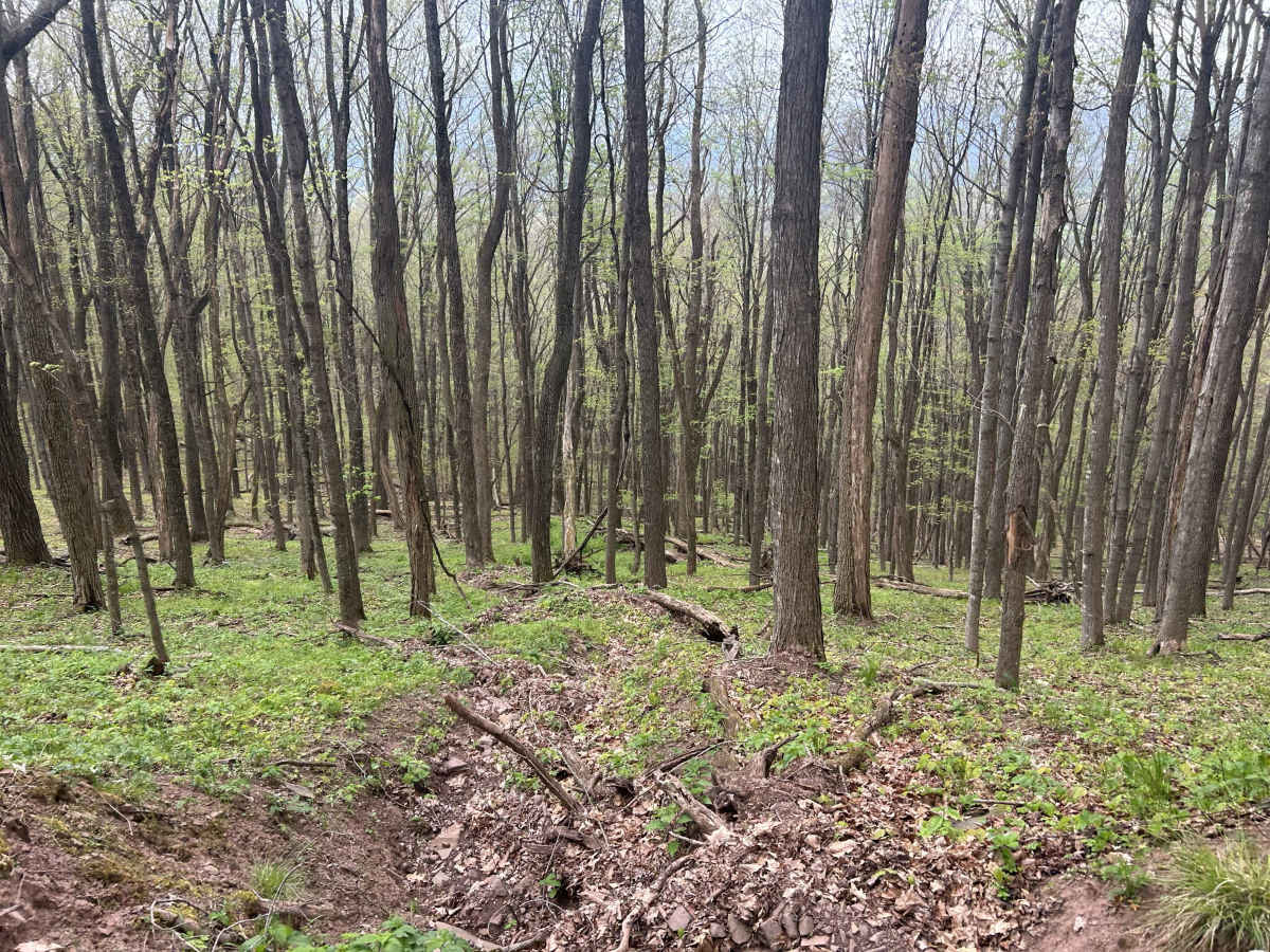 Chestnut Ridge Road photo 4