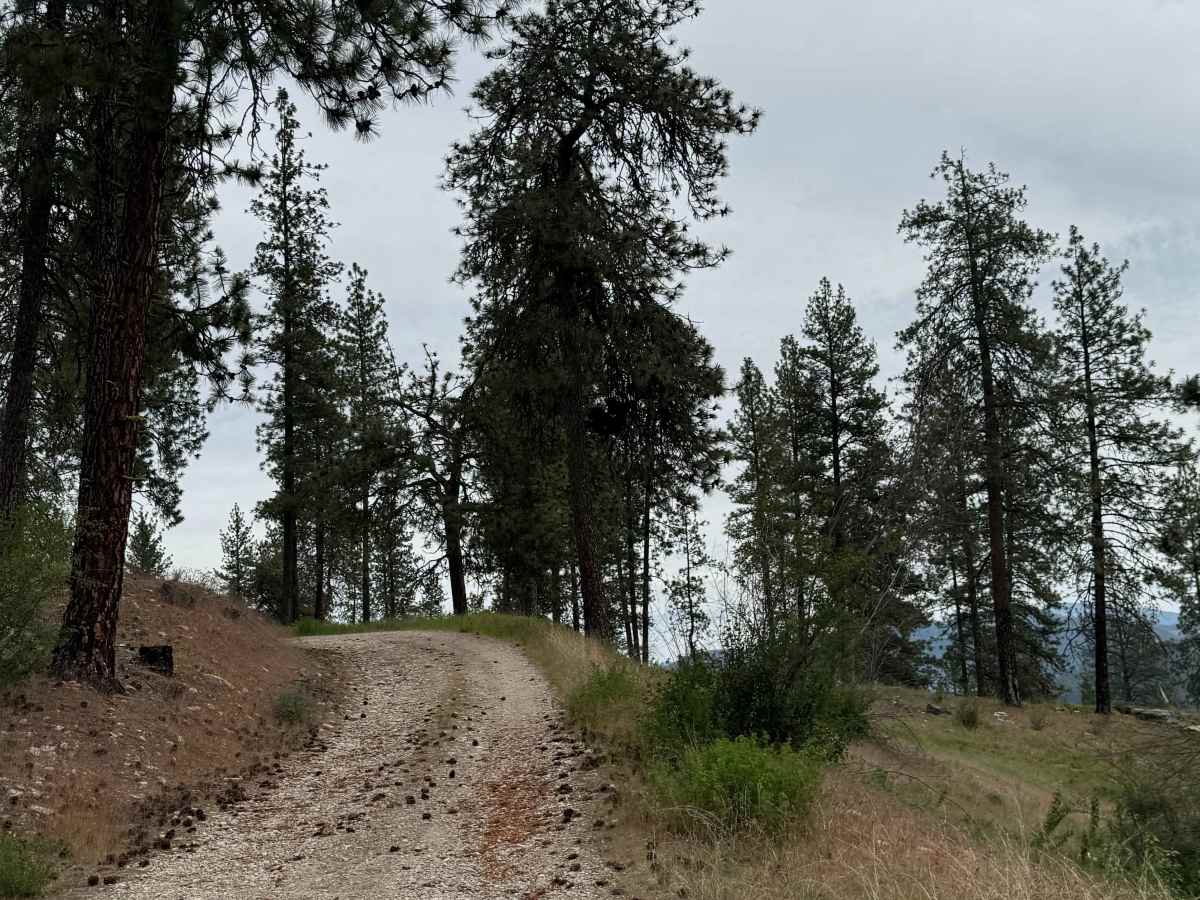 Bisbee Mountain Road photo 4