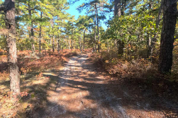 Swamp Road