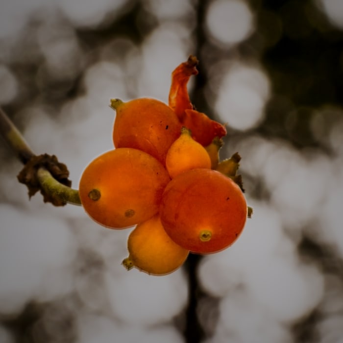 Near Bridle Trails State Park - Outer Loop