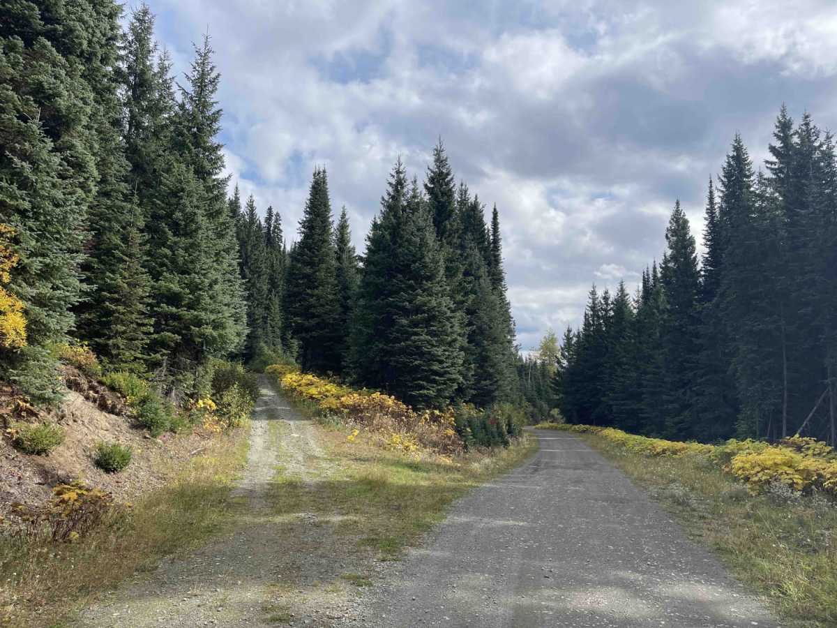 Keefer Lake FSR to Holmes Lake Rec Site photo 4