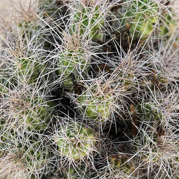 Near West Entrance to Boy Scout South