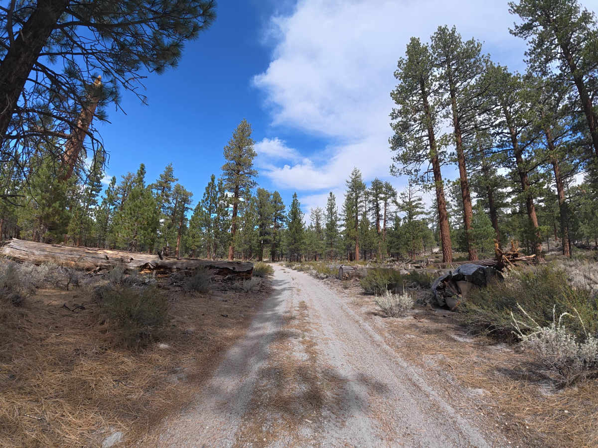 Timber Road - FS 1S39 photo 4