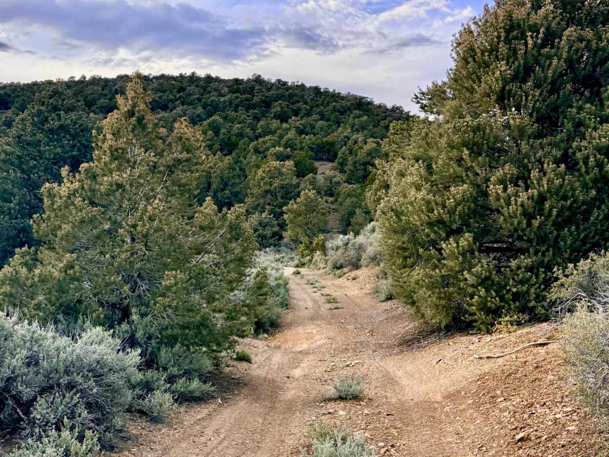 Pipe Spring - FS 44461 photo 6