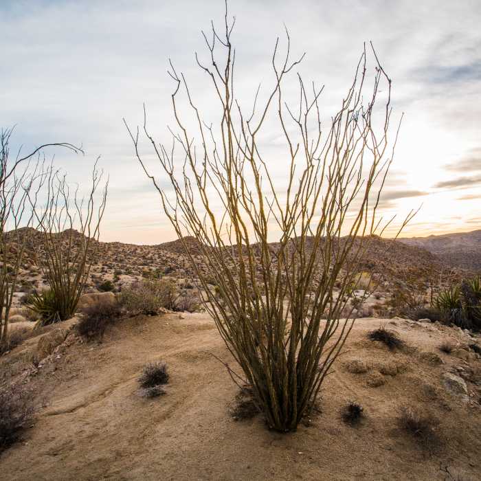 Near Lost Palms Oasis